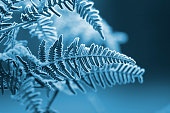 A blue monochromatic photo of frozen fern leaves