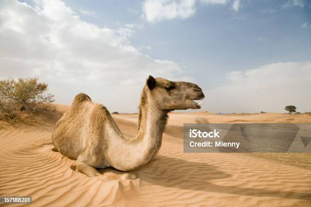 ワイルドなキャメル Dromedary あくびをする - ラクダのストックフォトや画像を多数ご用意 - ラクダ, あくびをする, 疲れている