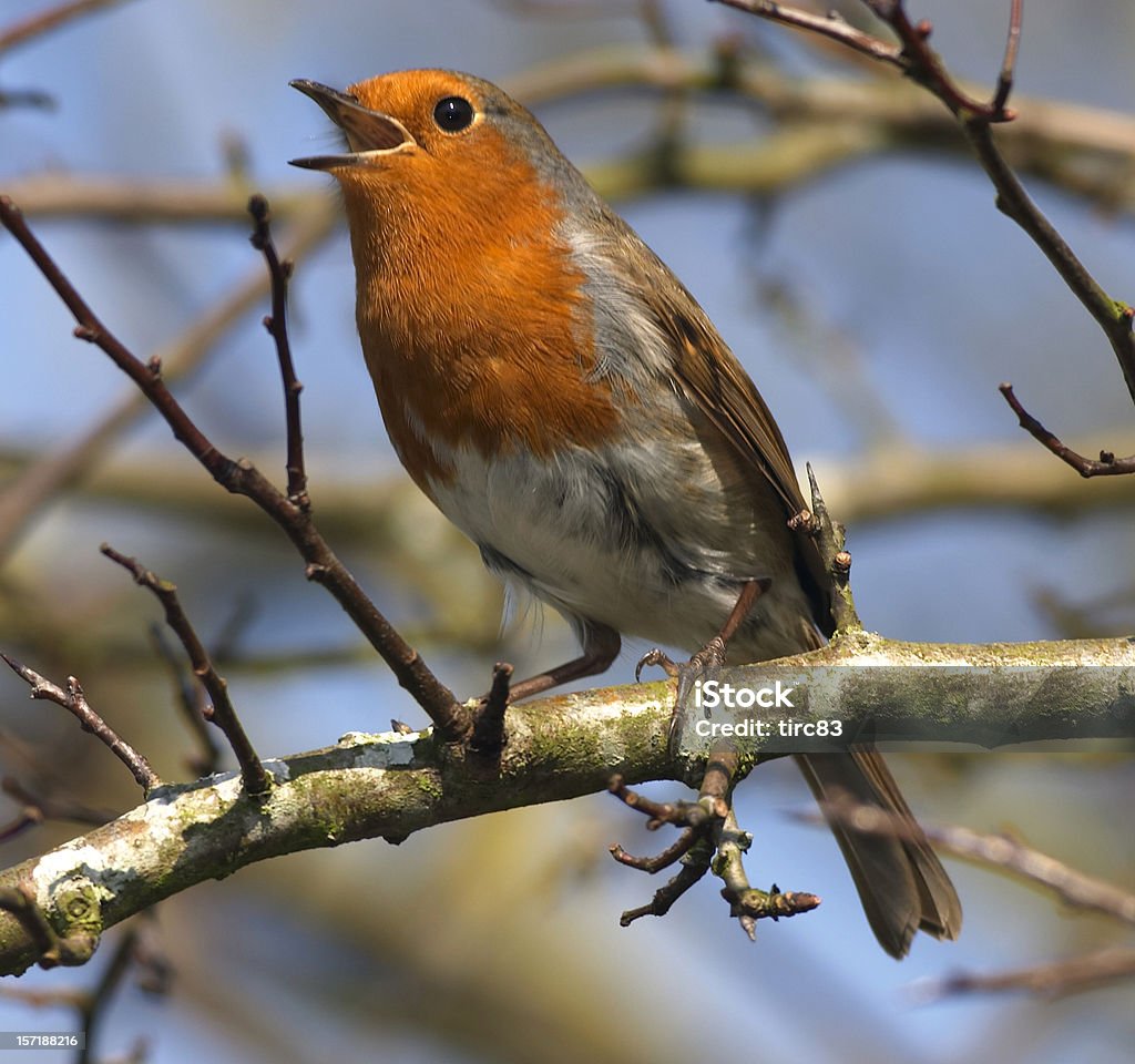 Europäische robin in voller song - Lizenzfrei Rotkehlchen Stock-Foto
