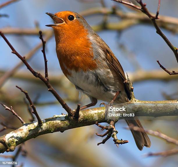 Europäische Robin In Voller Song Stockfoto und mehr Bilder von Rotkehlchen - Rotkehlchen, Singen, Ast - Pflanzenbestandteil