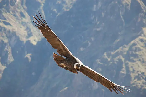 This is a condor the biggest flying bird on earth. I took this picture over the Colca Canyon near the city Arequipa in Peru. Not every time are they flying there. So I had to wait a long time for the condors.
