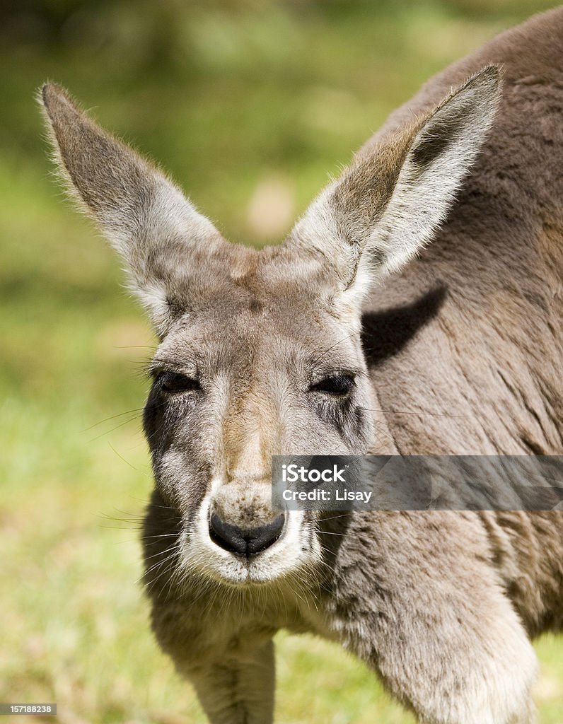 Kangaroo face The face of a kangaroo. Animal Stock Photo