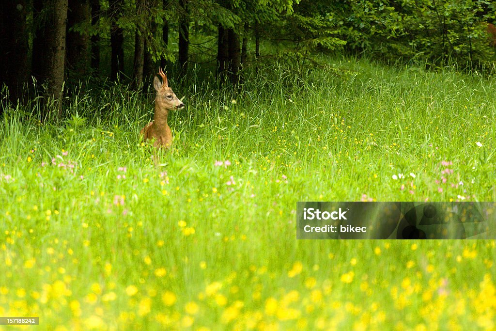 Roebuck (roe deer)  Alertness Stock Photo