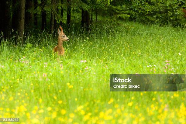 Roebuck Stock Photo - Download Image Now - Alertness, Animal Wildlife, Animals In The Wild