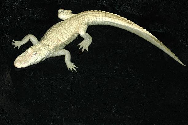 istock Albino Alligator on Black Background 157188287