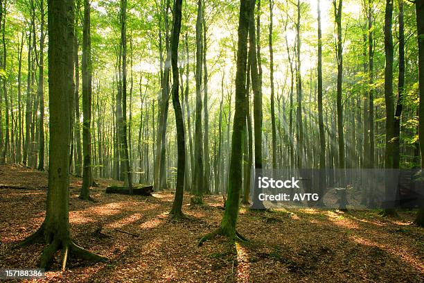 Złamania Sunbeams Przez Bajka Lesie Drzewa Bukowe Stary - zdjęcia stockowe i więcej obrazów Bajka