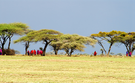 Masai warriors gathering under the acacia trees before a meeting