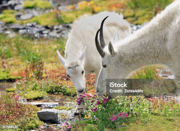 Schneeziegen Grasen In Bergwiese Stockfoto und mehr Bilder von Glacier-Nationalpark - Glacier-Nationalpark, Glacier-Nationalpark - Kanada, Schneeziege