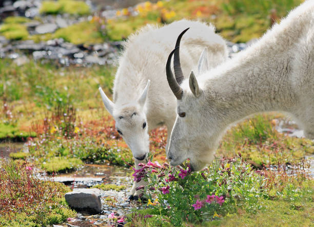 горных козлов пастьба в «альпийский луг» - landscape montana wildflower flower стоковые фото и изображения