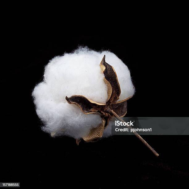 Boll Auf Schwarz Stockfoto und mehr Bilder von Baumwollpflanze - Baumwollpflanze, Baumwolle, Pflanzensamen