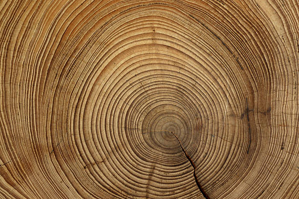 árbol de anillos - madera material fotos fotografías e imágenes de stock