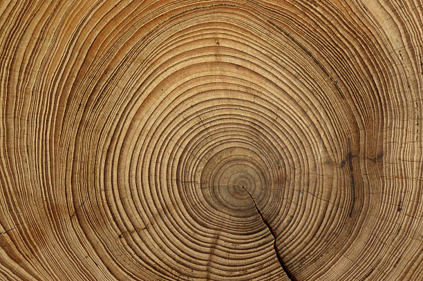 tree rings - boomstam stockfoto's en -beelden