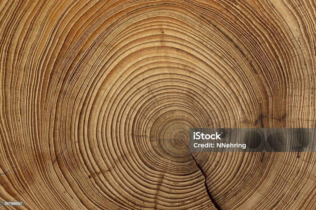 tree rings Tree rings are counted to determine the age of a tree. Wood - Material Stock Photo