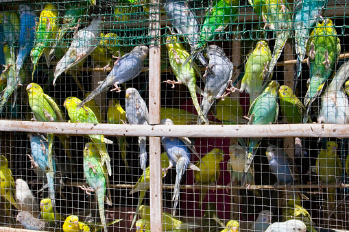 Parakeets in a cramped cage for sale at the local bird market in Denpasar.