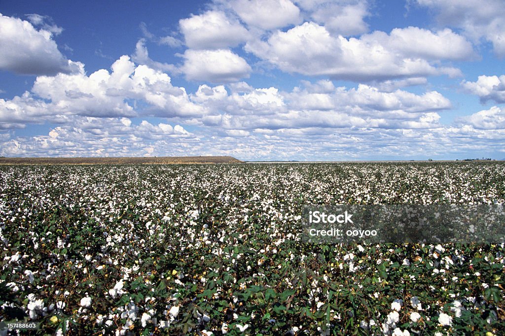 Campo de algodón - Foto de stock de Campo - Tierra cultivada libre de derechos