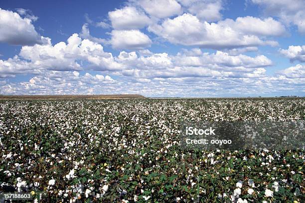 Campo De Algodón Foto de stock y más banco de imágenes de Campo - Tierra cultivada - Campo - Tierra cultivada, Planta de algodón, Agricultura