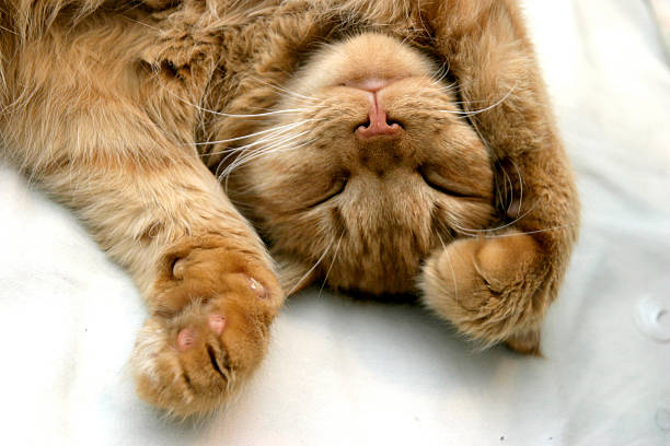 Close-up of a sleeping orange kitten stock photo