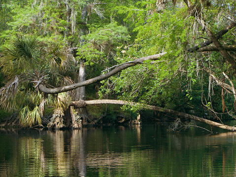 A narrow portion of the Hillsborough River in Florida, with overhanging vegetation and trees. Picture was taken in the Hillsborough River State Park.
