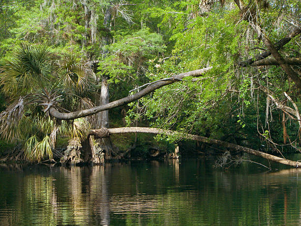 Florida Hillsborough River Scene stock photo