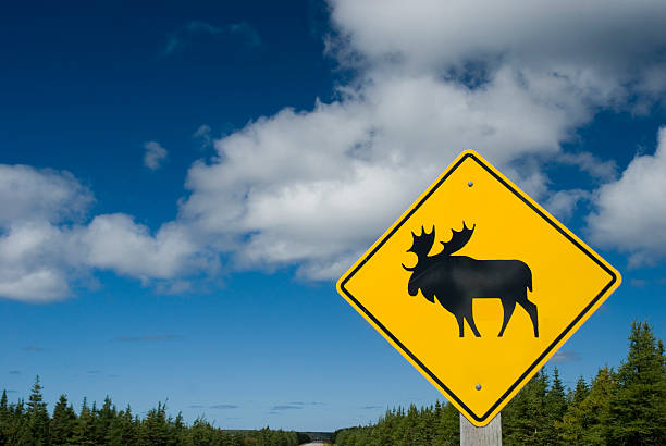 ヘラジカの交差点 - moose crossing sign ストックフォトと画像