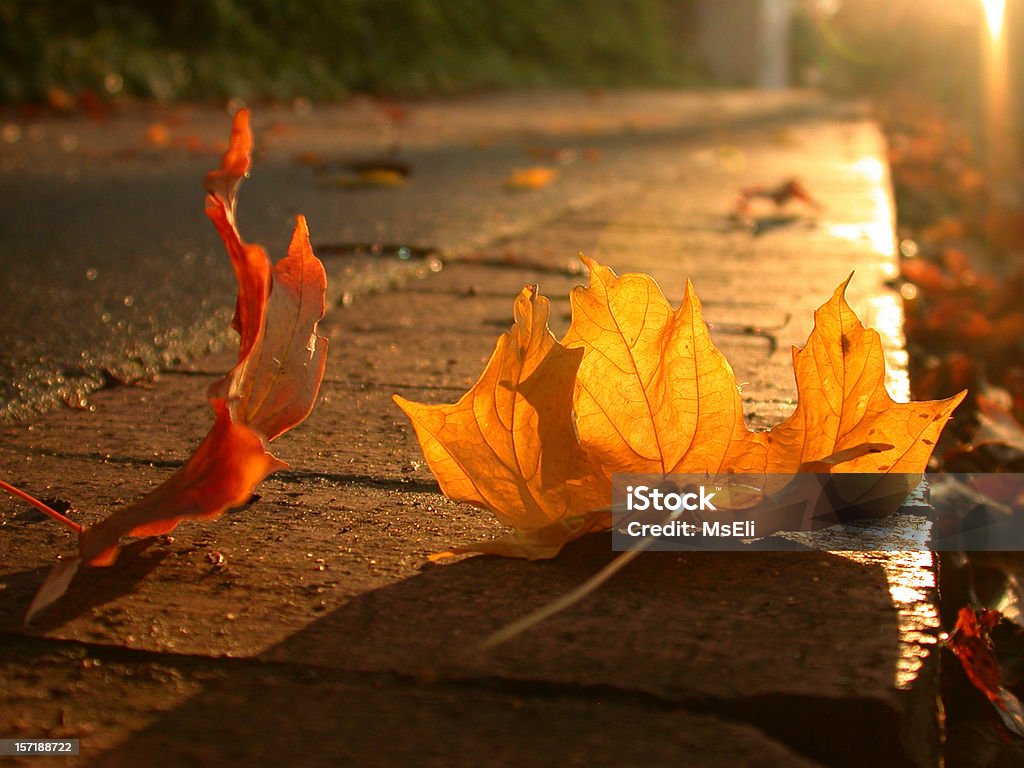 가을맞이 낙엽 - 로열티 프리 앨라배마 스톡 사진