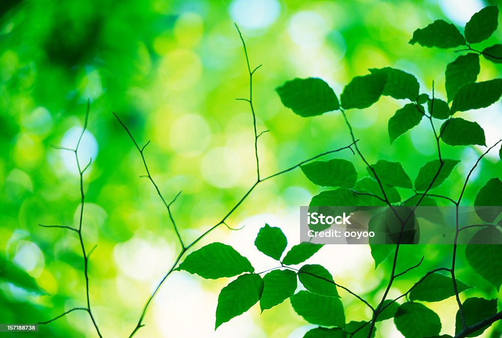 Spring green leaves  Abstract Stock Photo