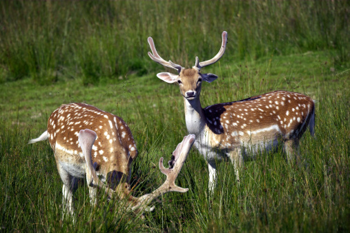 Two deers roaming in the high grass in Richomond Park, London