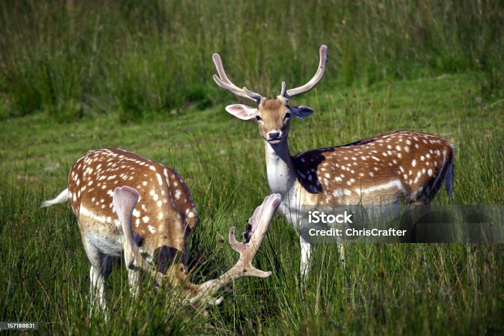 Guarda dever-Cervo Veado Macho - Royalty-free Alimentar Foto de stock