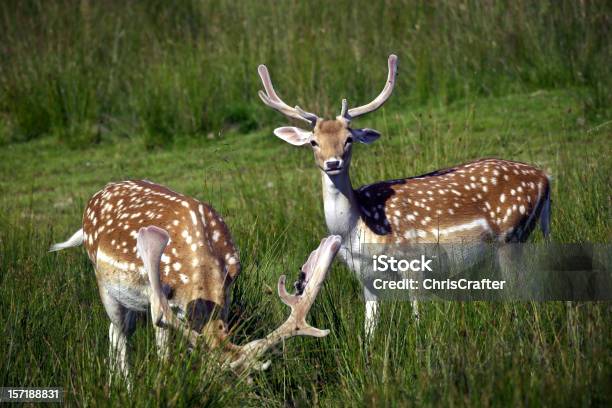 Guarda Devercervo Veado Macho - Fotografias de stock e mais imagens de Alimentar - Alimentar, Animal, Animal selvagem