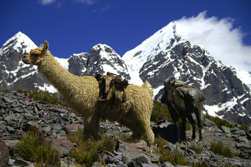 The llama is a domesticated South American camelid, widely used as a meat and pack animal by Andean cultures since the Pre-Columbian era. Their wool is soft and contains only a small amount of lanolin.