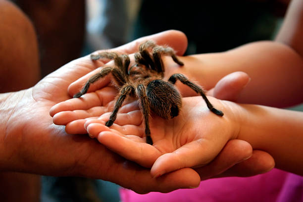 valentía: gran peludo araña en manos del niño - child sensory perception expressing negativity human hand fotografías e imágenes de stock