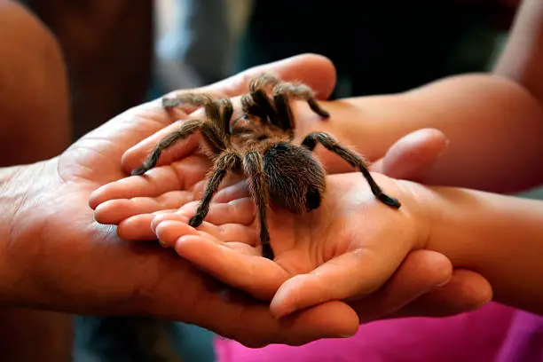 Photo of Bravery: Huge Hairy Spider in Child's Hands
