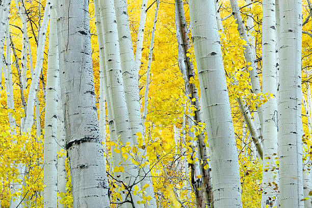 istock landscape autumn aspen tree yellow 157189012