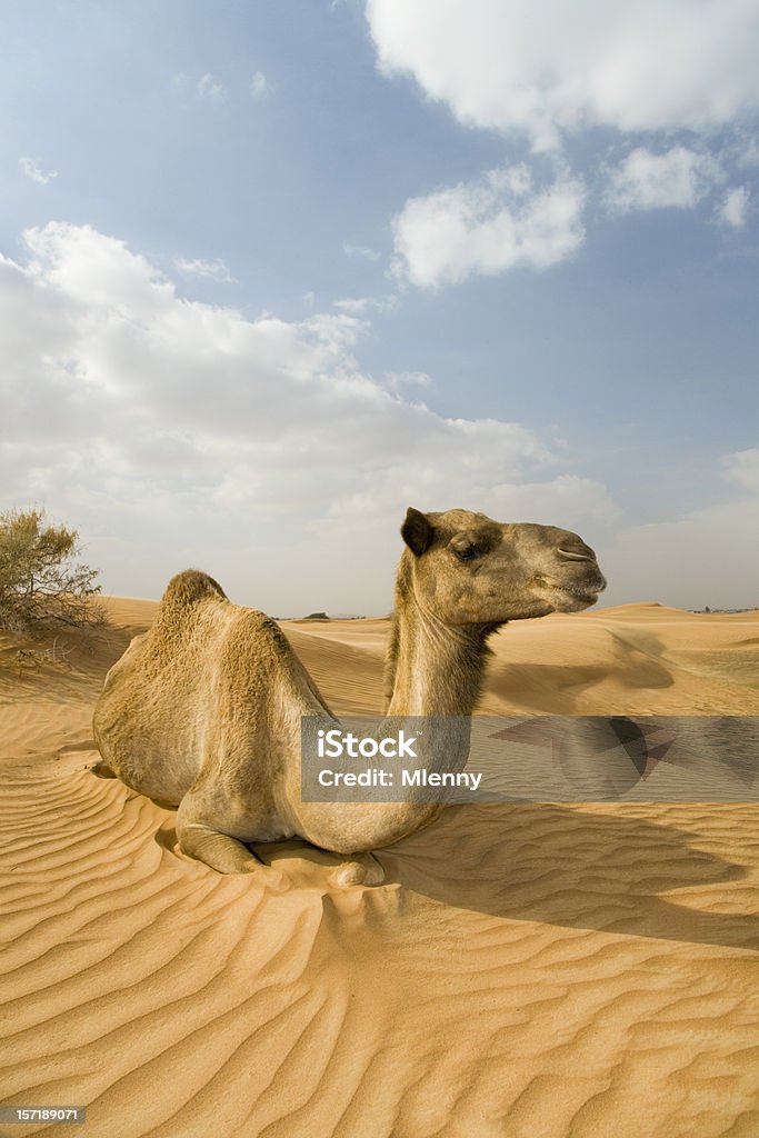 wild dromedary camel - Lizenzfrei Dromedar Stock-Foto