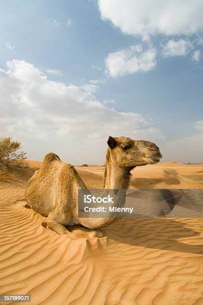 Wild Dromedary Camel Stockfoto und mehr Bilder von Dromedar - Dromedar, Entspannung, Extremlandschaft