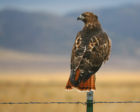 Profile of a red-tail hawk sitting on a barbed wire fence.  Isolated focus against a blurred background.