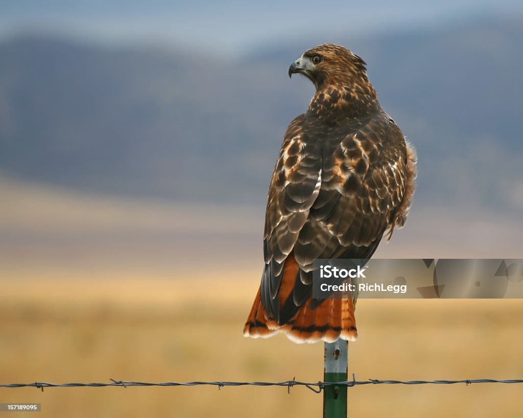 Perfil de um Caçador - Foto de stock de Animal selvagem royalty-free