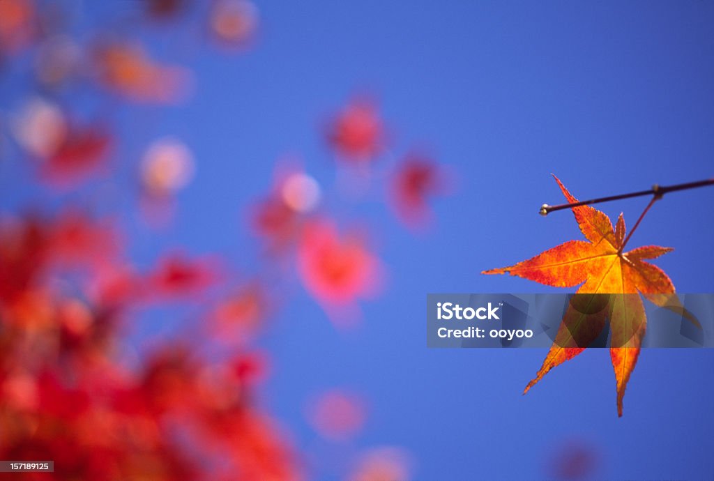 Outono folha de sobrevivência - Royalty-free Ao Ar Livre Foto de stock