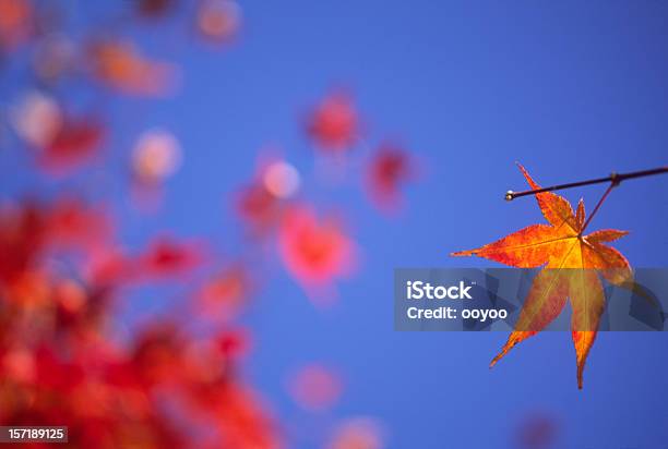 Outono Folha De Sobrevivência - Fotografias de stock e mais imagens de Ao Ar Livre - Ao Ar Livre, Azul, Beleza natural