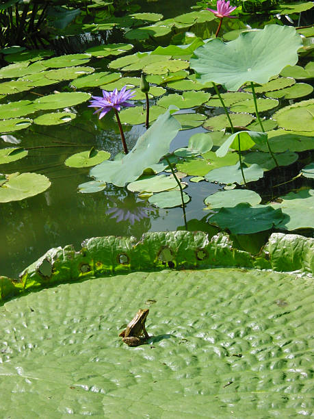 prepara-te! - frog water lily pond sunlight imagens e fotografias de stock