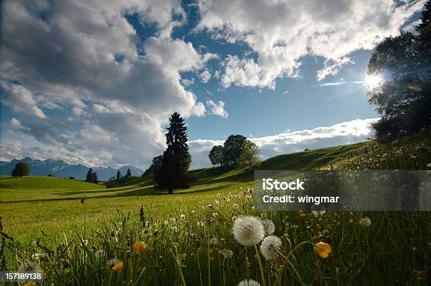 Lato Łąka - zdjęcia stockowe i więcej obrazów Bawaria - Bawaria, Bezchmurne niebo, Chmura