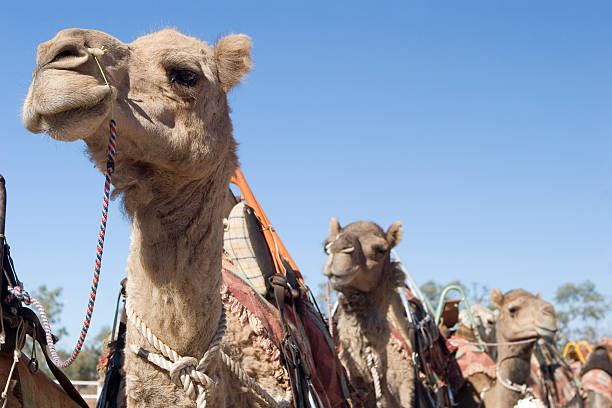 Camels in a line stock photo