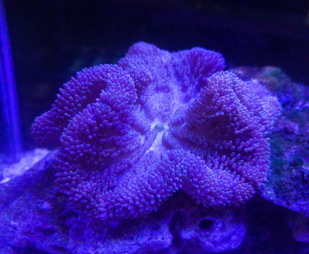anemone in a sea fish aquascape