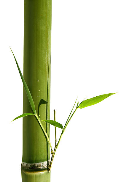 istock bamboo leaves, new life 157189261