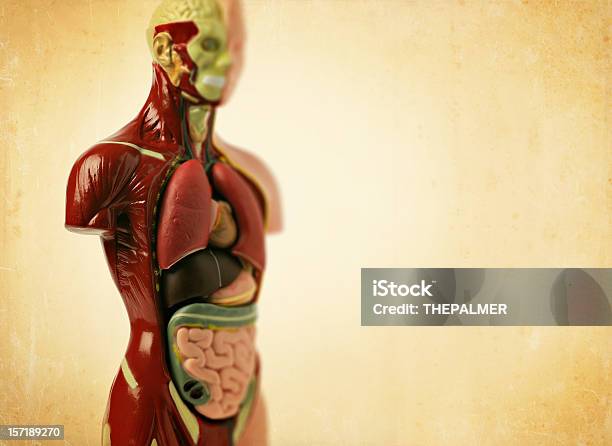 Anatomía De Modelo Foto de stock y más banco de imágenes de Donación de órganos - Donación de órganos, Cuerpo humano, Donación de sangre