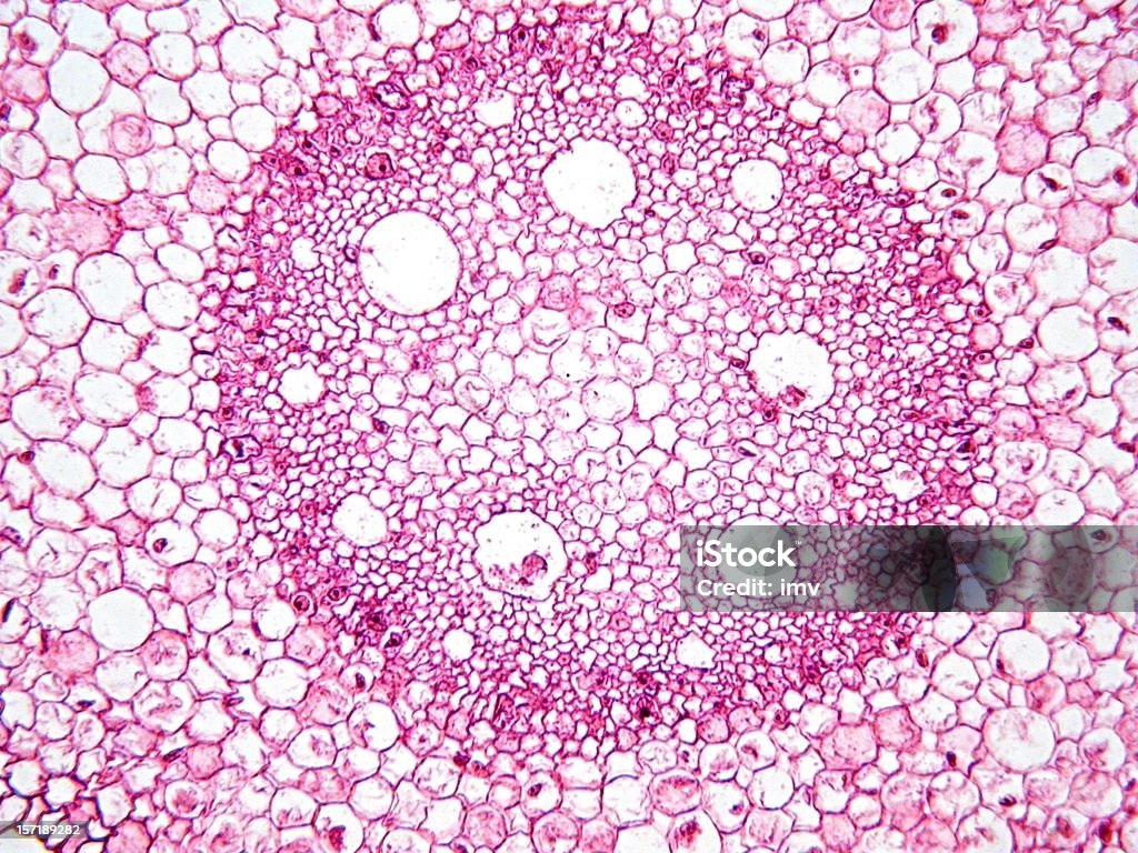 Madre de planta bajo microscopio - Foto de stock de Maíz - Zea libre de derechos