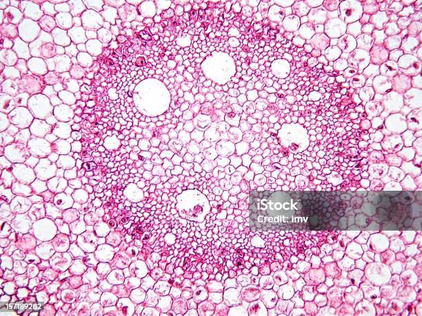 Madre De Planta Bajo Microscopio Foto de stock y más banco de imágenes de Maíz - Zea - Maíz - Zea, Abstracto, Biología