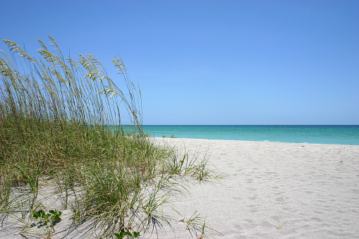 Sea Oats - A tall coastal grass of the southeast United States, Mexico, and the West Indies. Florida. This is a view of the Gulf of Mexico from a southwestern Florida beach. Summertime. Summer vacation.