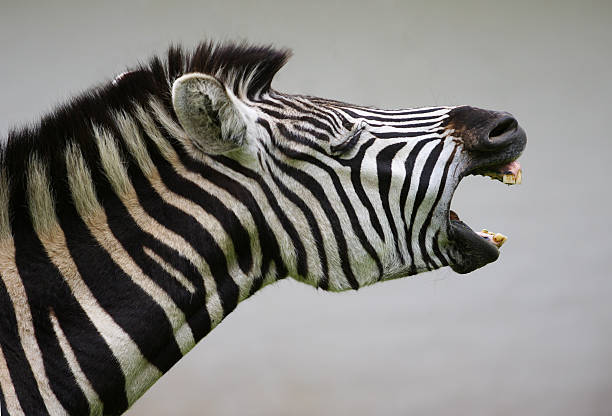 grite uma zebra - transvaal - fotografias e filmes do acervo