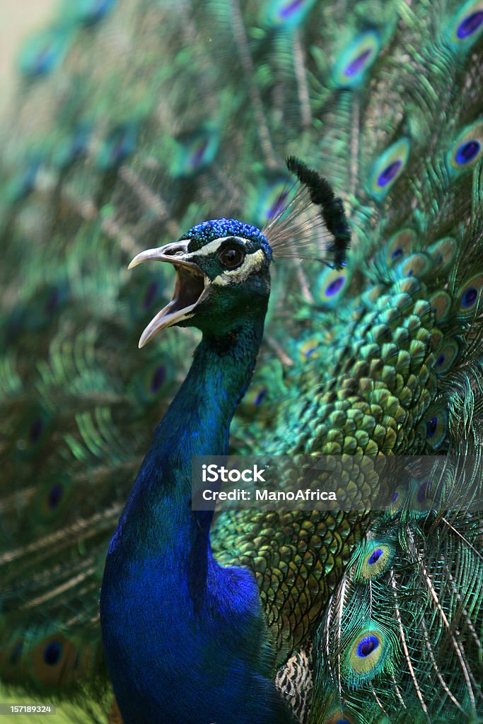 Peacock rozmowy - Zbiór zdjęć royalty-free (Wrzeszczeć)